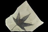 Fossil Sycamore Leaf with Incredible Preservation - Utah #130449-1